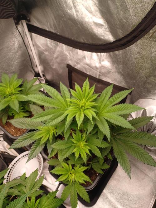 Trop Cherry  2 in Living Soil 💜. Week 5