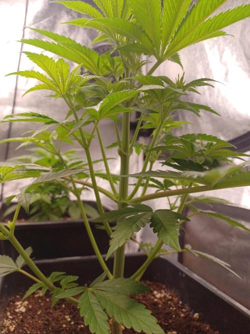 Trop Cherry  2 in Living Soil 💜. Week 5