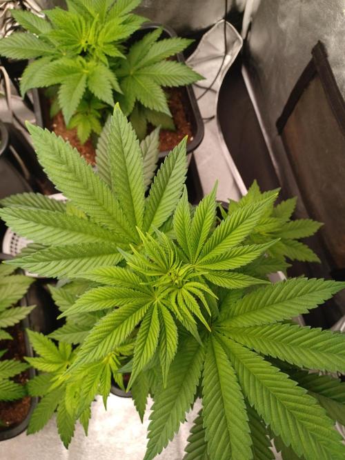 Trop Cherry  2 in Living Soil 💜. Week 5