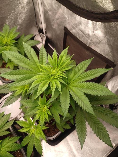 Trop Cherry  2 in Living Soil 💜. Week 5