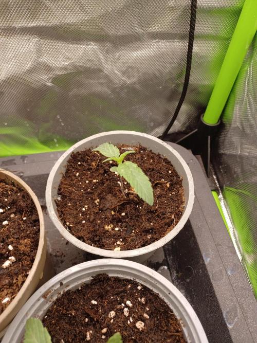 💜Velvet Lushers Living SOIL ♻️. Week 1