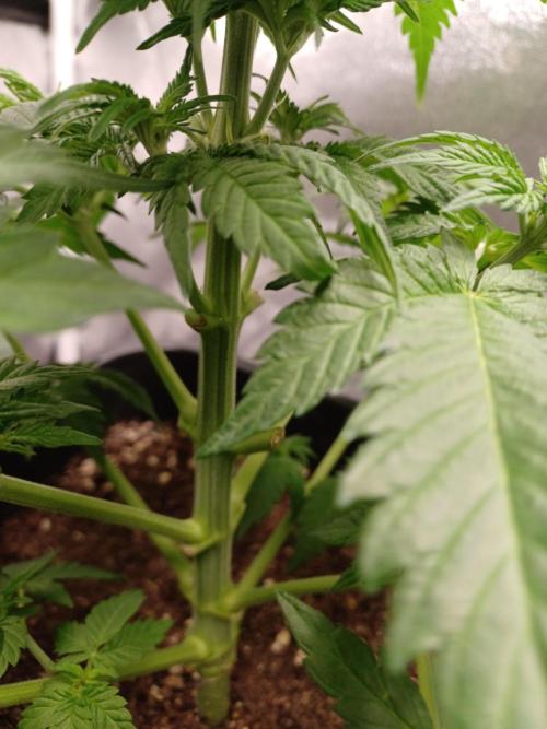 Blackwater in Living Soil 💯. Week 6