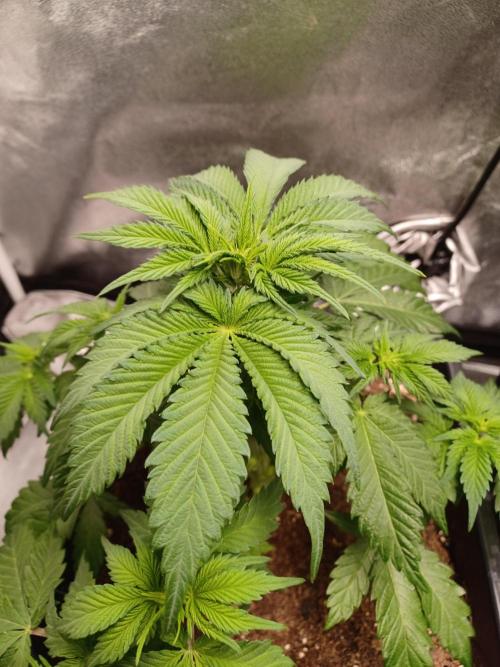 Blackwater in Living Soil 💯. Week 6