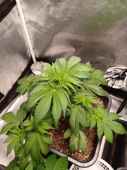 Blackwater in Living Soil 💯. Week 6