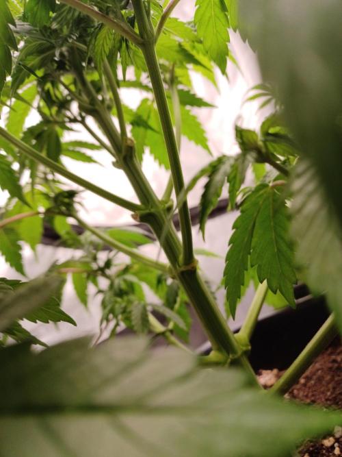 Blackwater in Living Soil 💯. Week 6