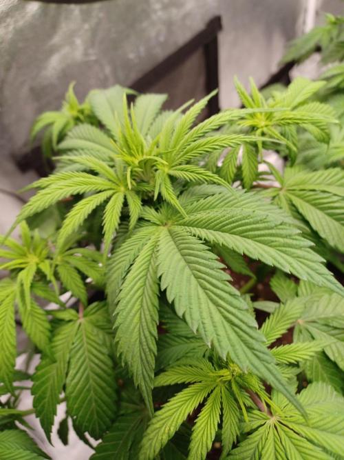 Blackwater in Living Soil 💯. Week 6