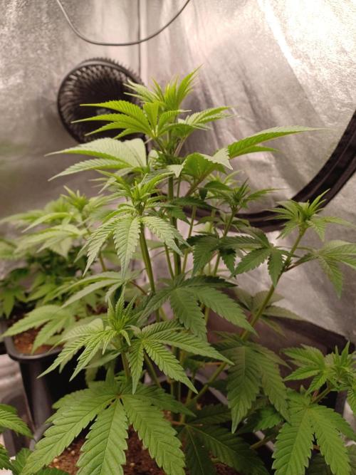 Trop Cherry  2 in Living Soil 💜. Week 6