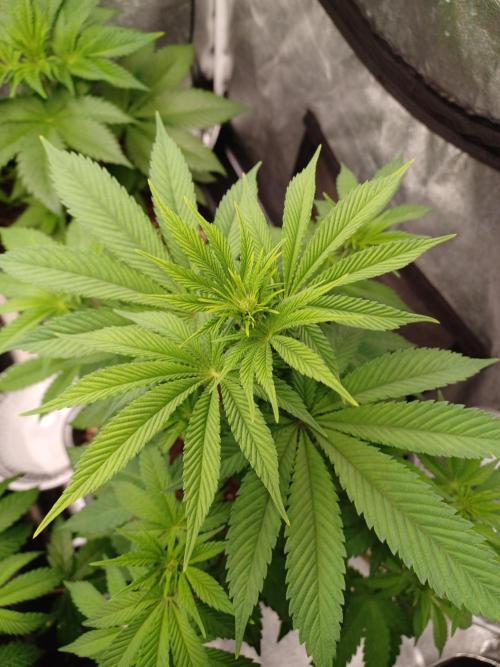 Trop Cherry  2 in Living Soil 💜. Week 6