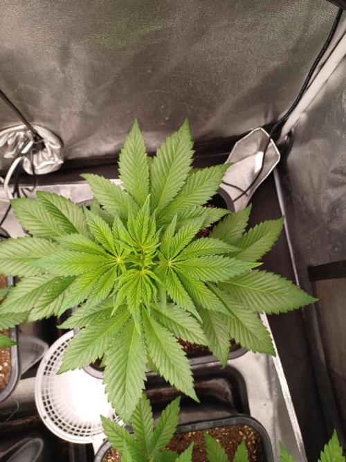 PInk Rozay Living Soil 💥💚. Week 6