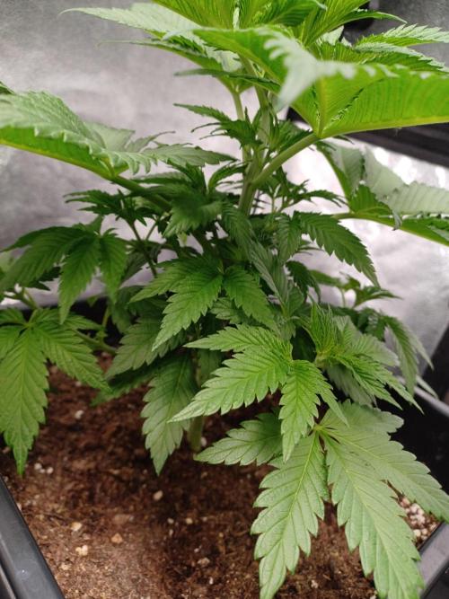 PInk Rozay Living Soil 💥💚. Week 6