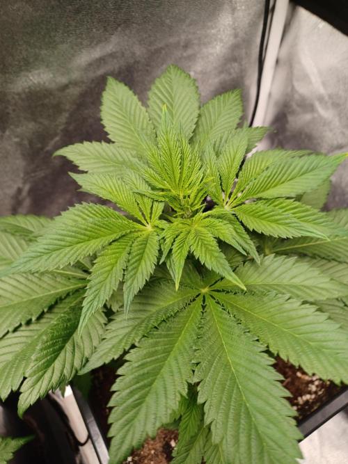 PInk Rozay Living Soil 💥💚. Week 6