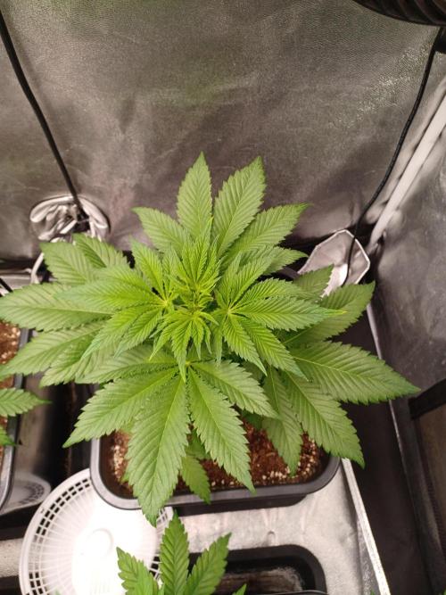 PInk Rozay Living Soil 💥💚. Week 6