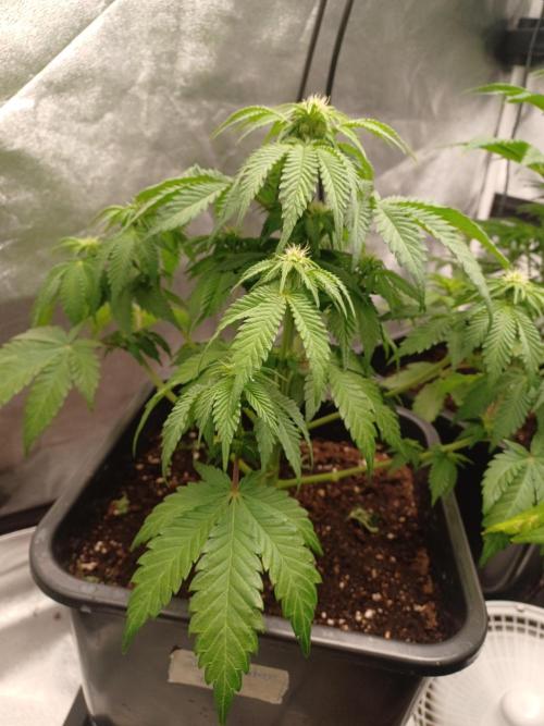 Blackwater in Living Soil 💯. Week 7