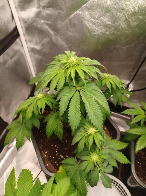 Blackwater in Living Soil 💯. Week 7