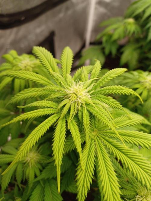 Blackwater in Living Soil 💯. Week 7