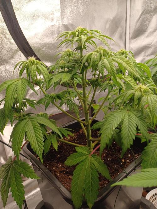 Blackwater in Living Soil 💯. Week 7