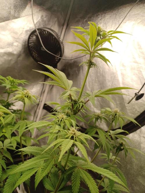 Trop Cherry  2 in Living Soil 💜. Week 7