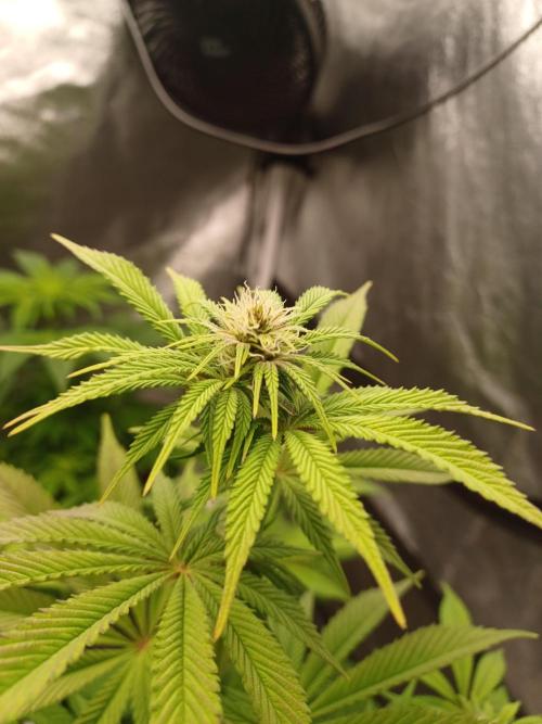 Trop Cherry  2 in Living Soil 💜. Week 7