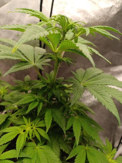 PInk Rozay Living Soil 💥💚. Week 7