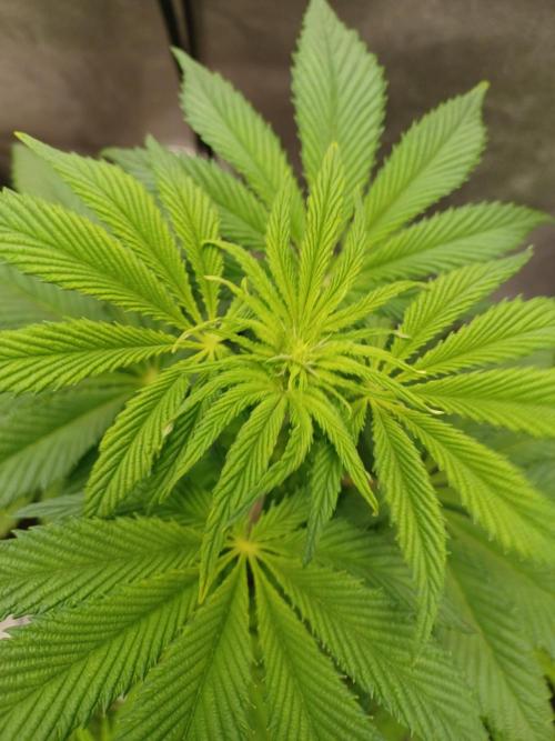 PInk Rozay Living Soil 💥💚. Week 7