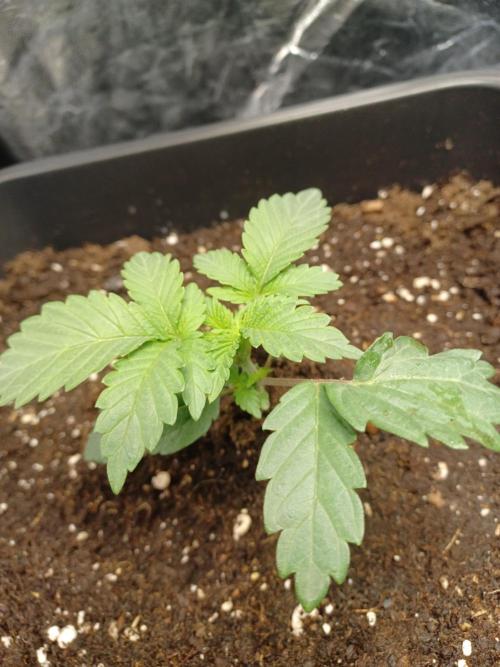 💜Velvet Lushers Living SOIL ♻️. Week 2