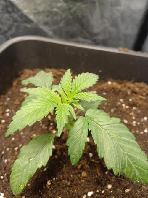 💜Velvet Lushers Living SOIL ♻️. Week 2