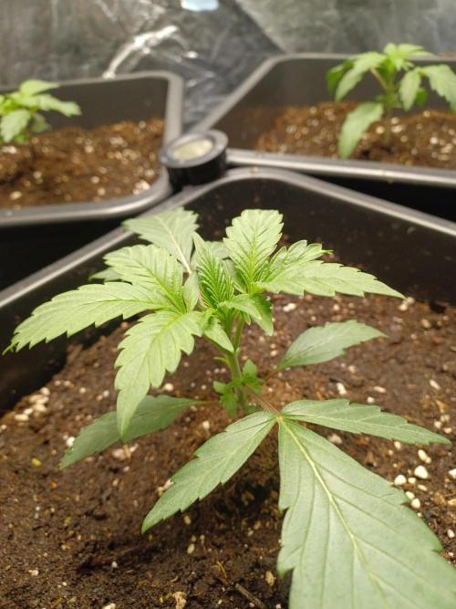 💜Velvet Lushers Living SOIL ♻️. Week 2