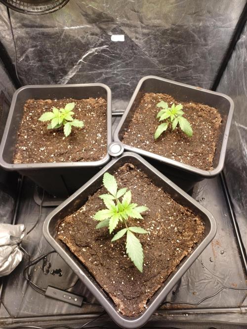 💜Velvet Lushers Living SOIL ♻️. Week 2