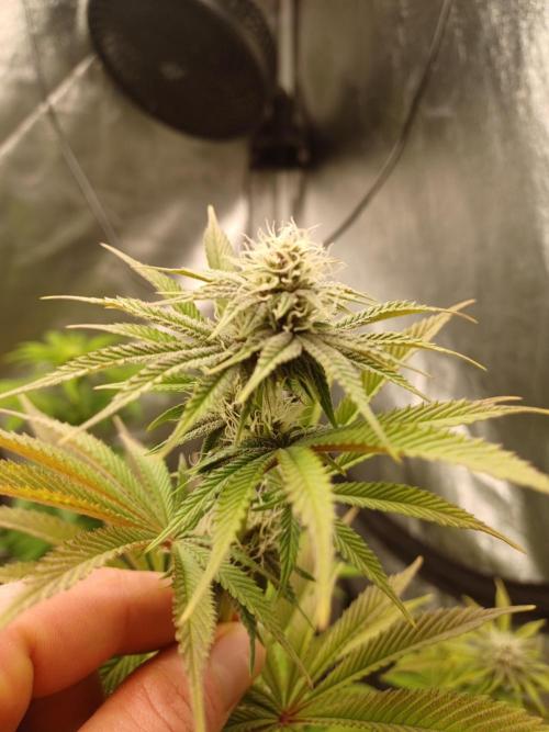 Trop Cherry  2 in Living Soil 💜. Week 8