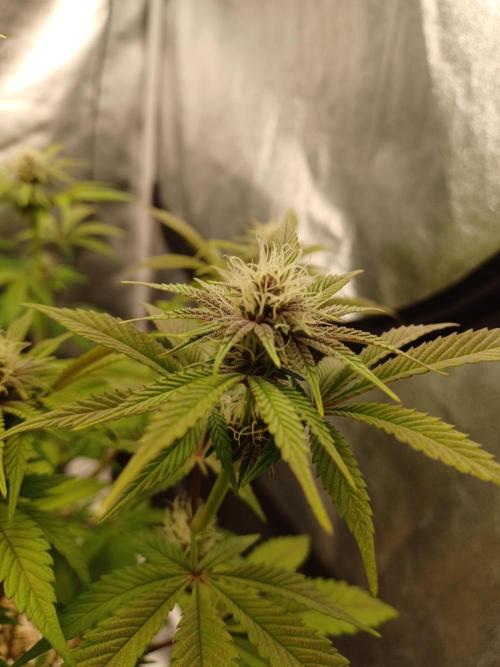 Trop Cherry  2 in Living Soil 💜. Week 8