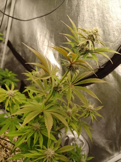 Trop Cherry  2 in Living Soil 💜. Week 8