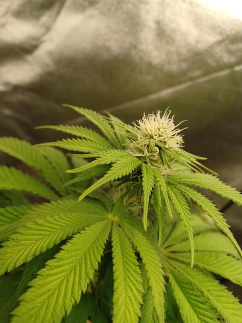 Blackwater in Living Soil 💯. Week 8