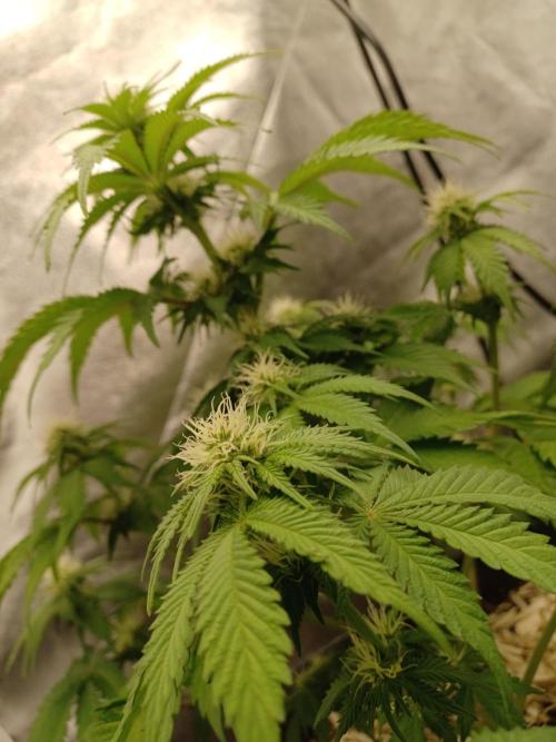 Blackwater in Living Soil 💯. Week 8