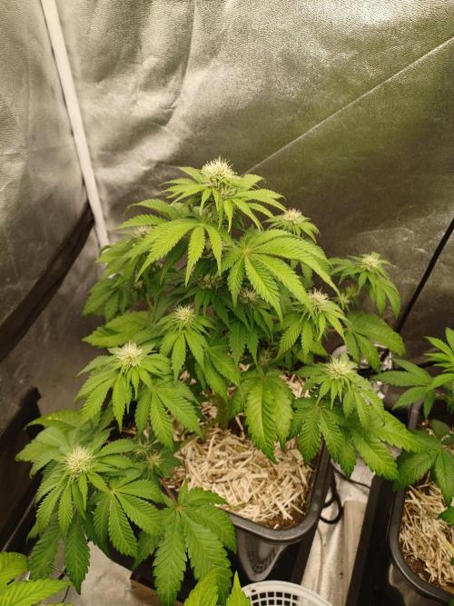 Blackwater in Living Soil 💯. Week 8