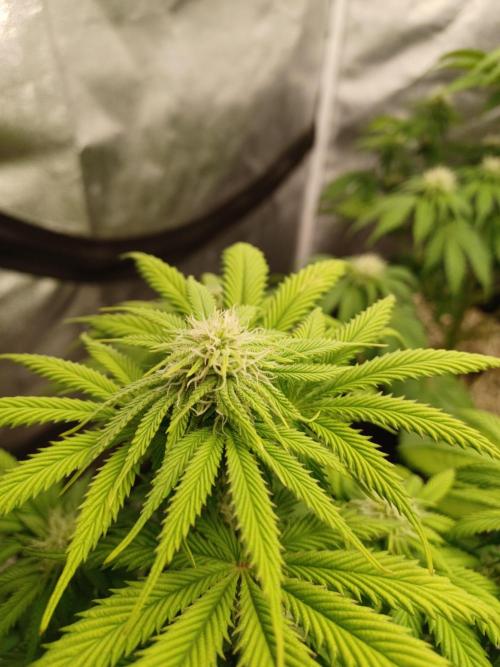 Blackwater in Living Soil 💯. Week 8