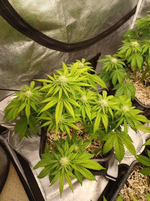 Blackwater in Living Soil 💯. Week 8