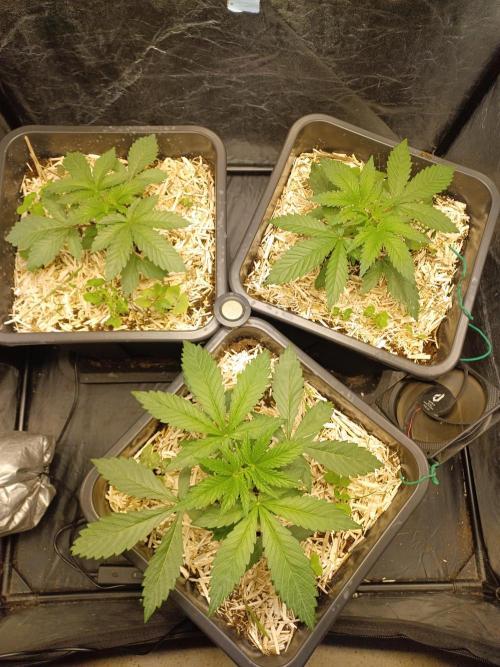 💜Velvet Lushers Living SOIL ♻️. Week 3