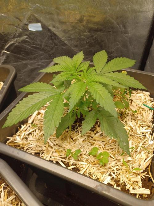 💜Velvet Lushers Living SOIL ♻️. Week 3