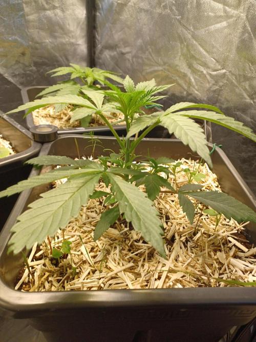 💜Velvet Lushers Living SOIL ♻️. Week 3