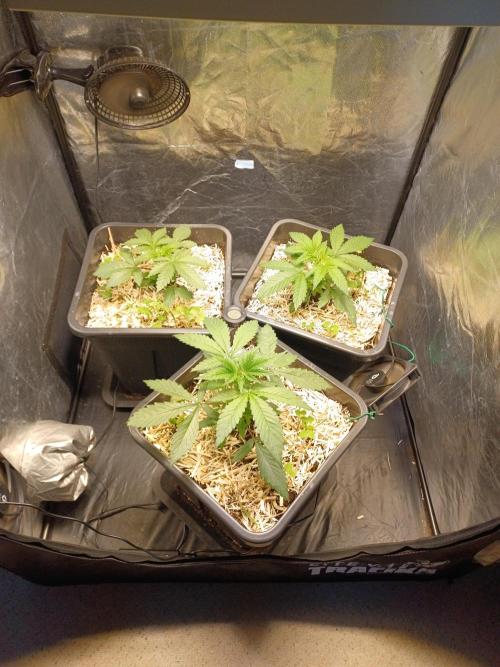 💜Velvet Lushers Living SOIL ♻️. Week 3