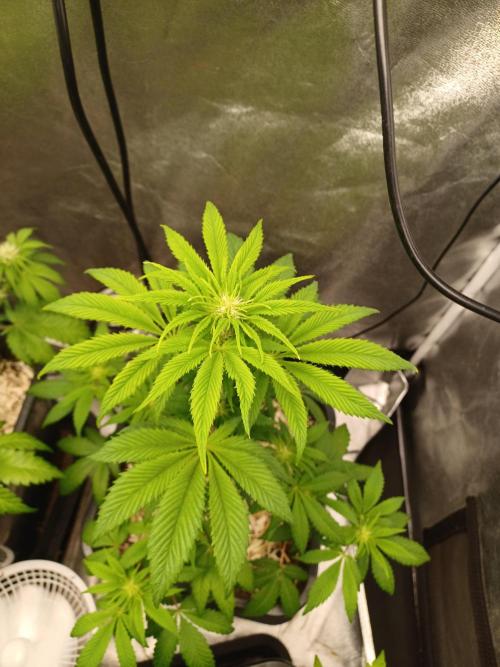 PInk Rozay Living Soil 💥💚. Week 8