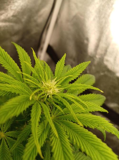 PInk Rozay Living Soil 💥💚. Week 8