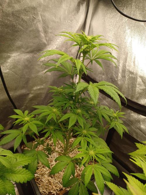 PInk Rozay Living Soil 💥💚. Week 8