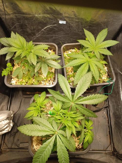 💜Velvet Lushers Living SOIL ♻️. Week 4