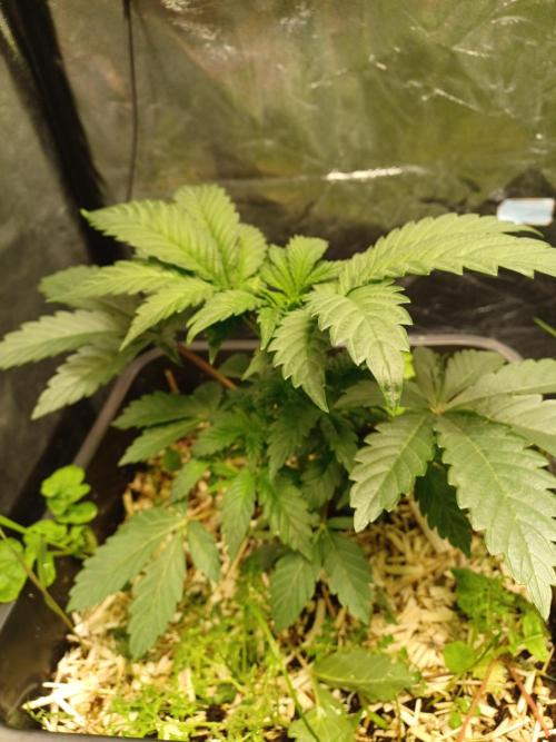 💜Velvet Lushers Living SOIL ♻️. Week 4