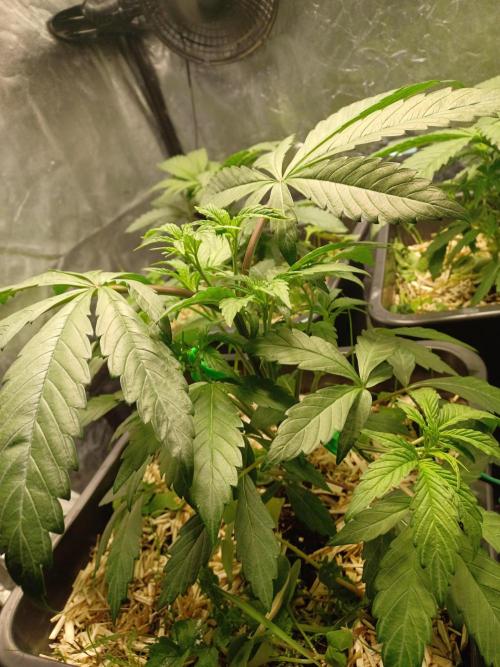 💜Velvet Lushers Living SOIL ♻️. Week 4