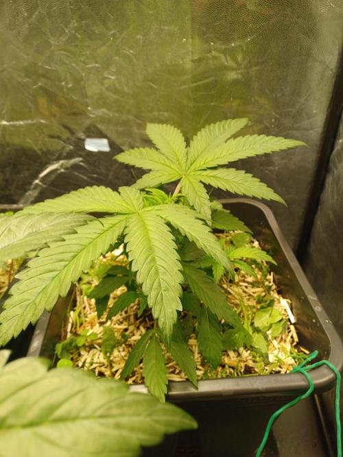 💜Velvet Lushers Living SOIL ♻️. Week 4