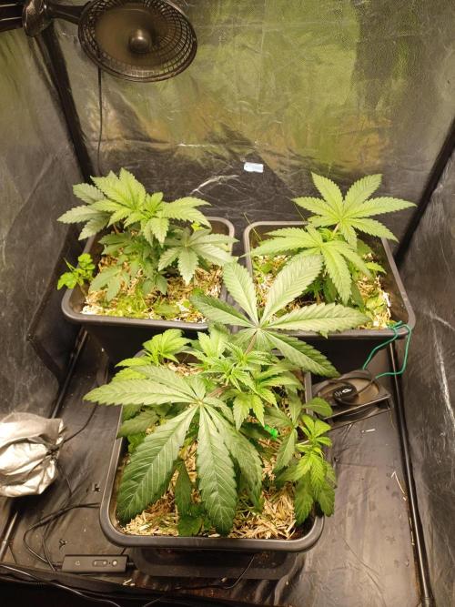 💜Velvet Lushers Living SOIL ♻️. Week 4