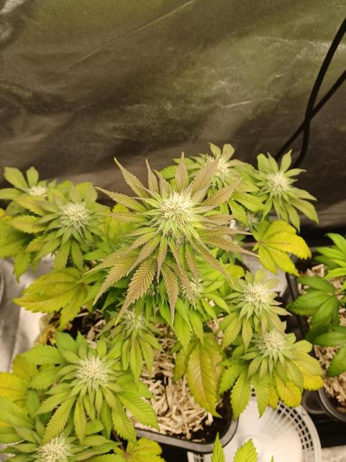 Blackwater in Living Soil 💯. Week 9