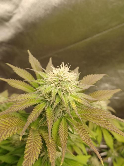Blackwater in Living Soil 💯. Week 9